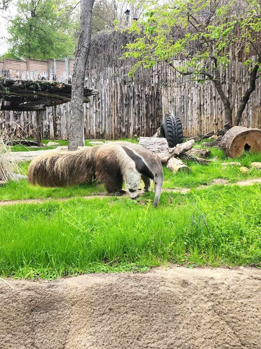 Dallas Zoo, Dallas Dallas Zoo, Dallas