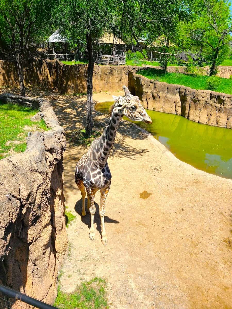 Dallas Zoo, Dallas Dallas Zoo, Dallas