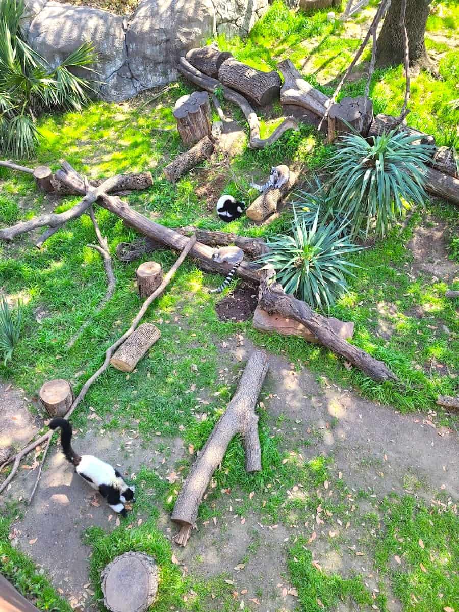 Dallas Zoo, Dallas Dallas Zoo, Dallas