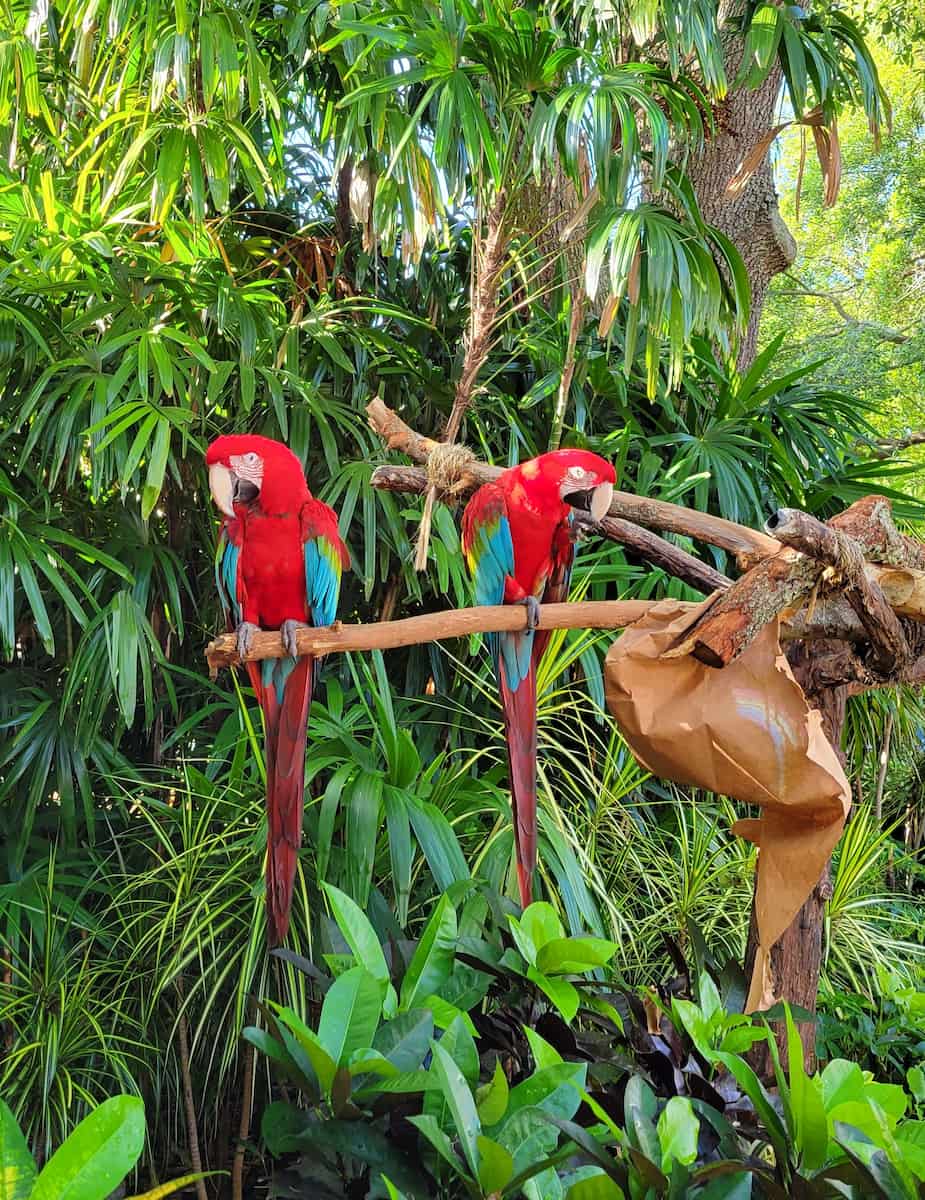 Discovery Cove, Orlando Discovery Cove, Orlando