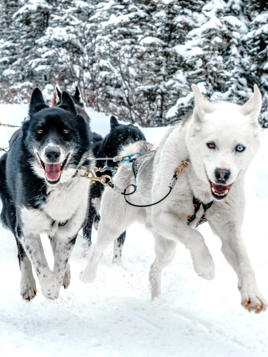 Dog Sledding, Narvik