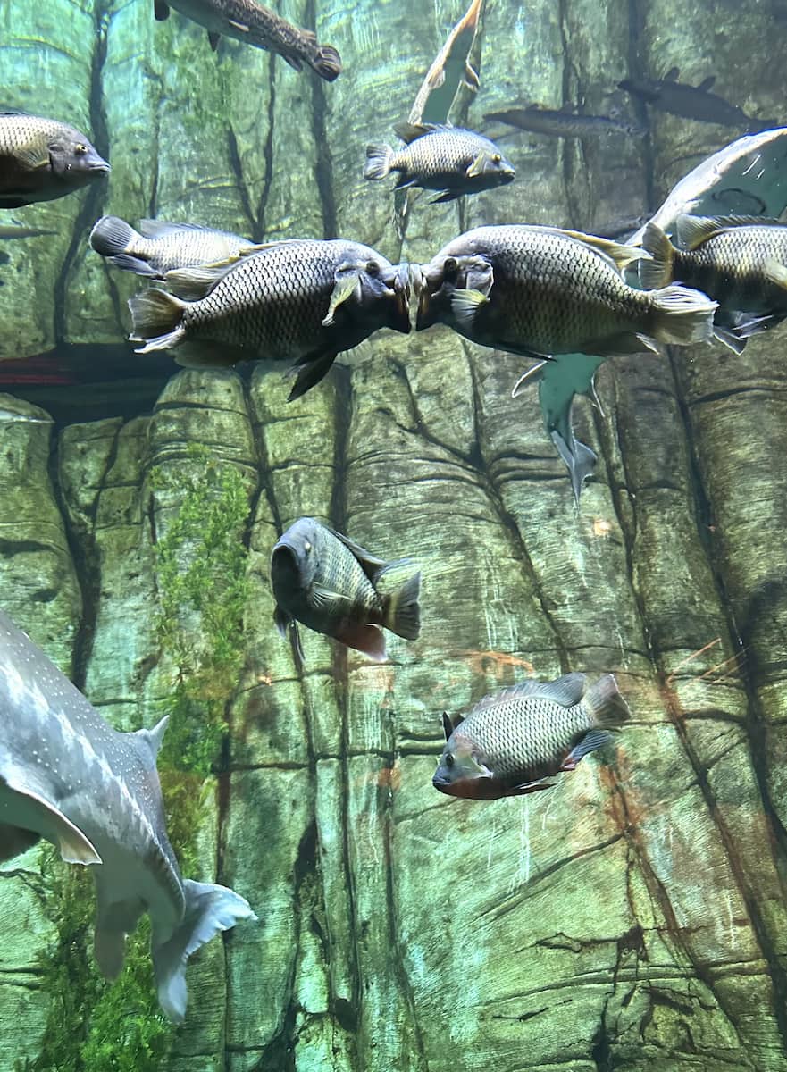 Downtown Aquarium, Denver Downtown Aquarium, Denver