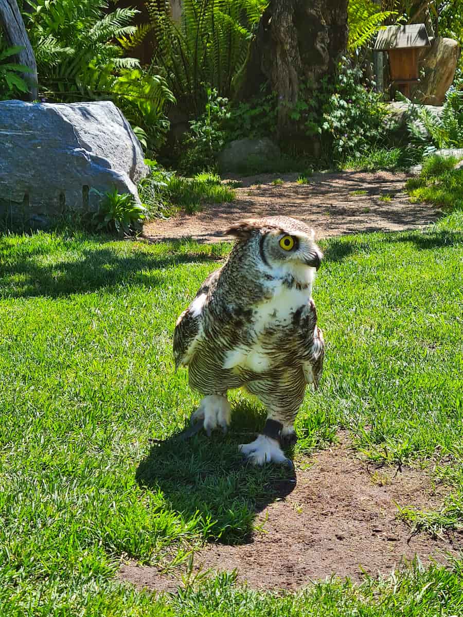 Falconeria Locarno, Italy