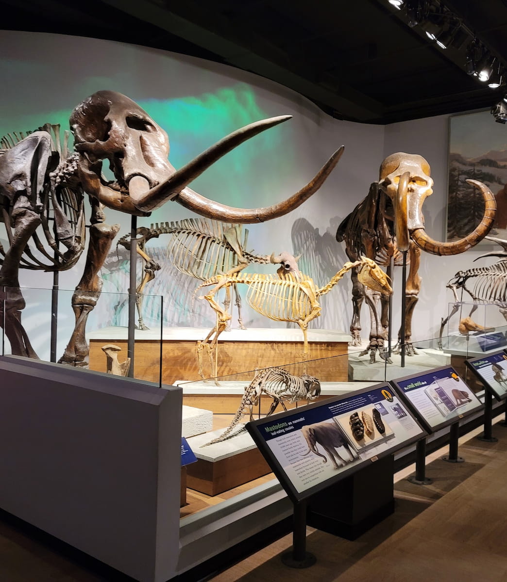 Field Museum, Chicago Field Museum, Chicago