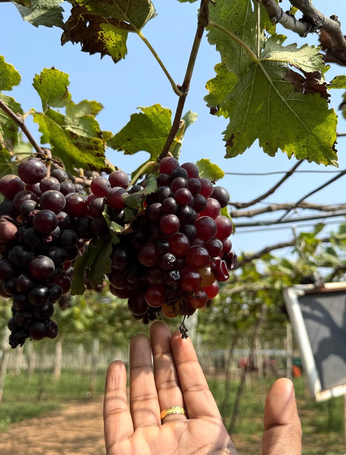 Grape Harvest Experience Montepulciano Grape Harvest Experience Montepulciano