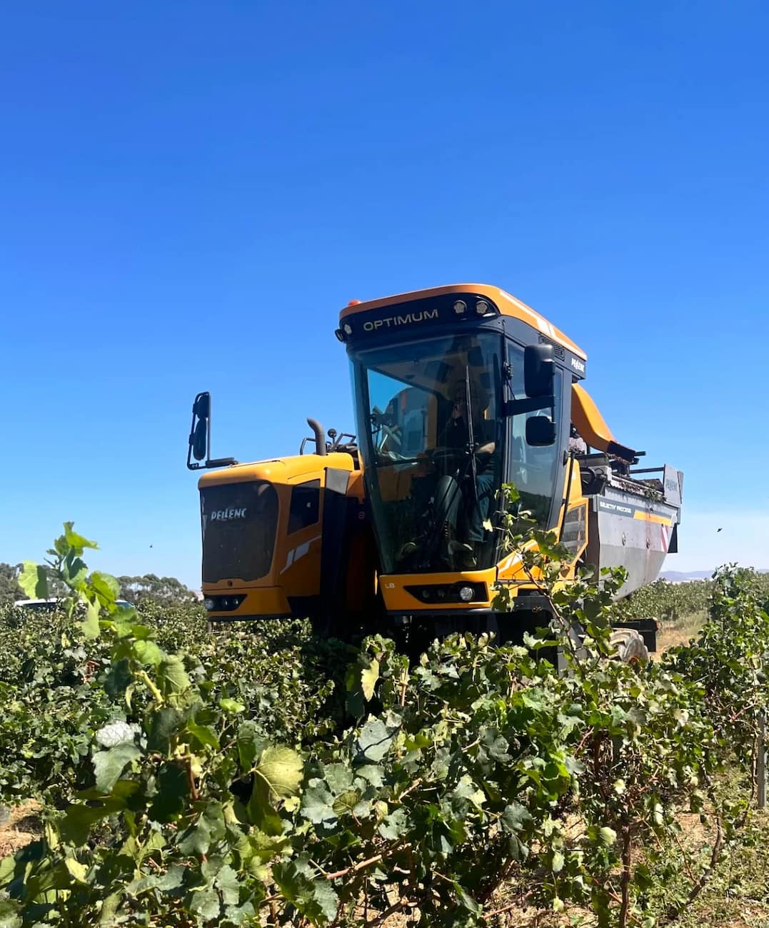Grape Harvest Experience Montepulciano Grape Harvest Experience Montepulciano