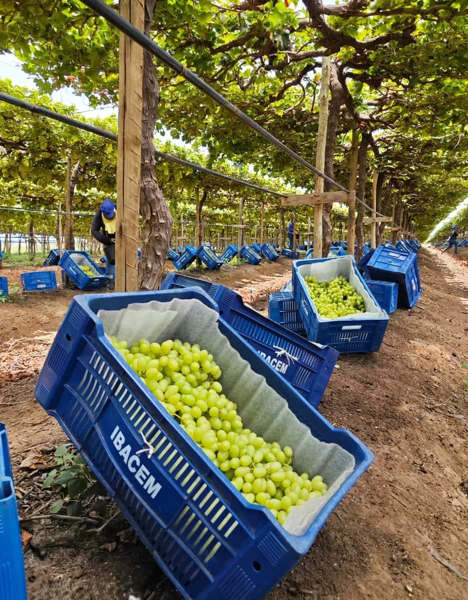 Grape Harvest Experience Montepulciano Grape Harvest Experience Montepulciano