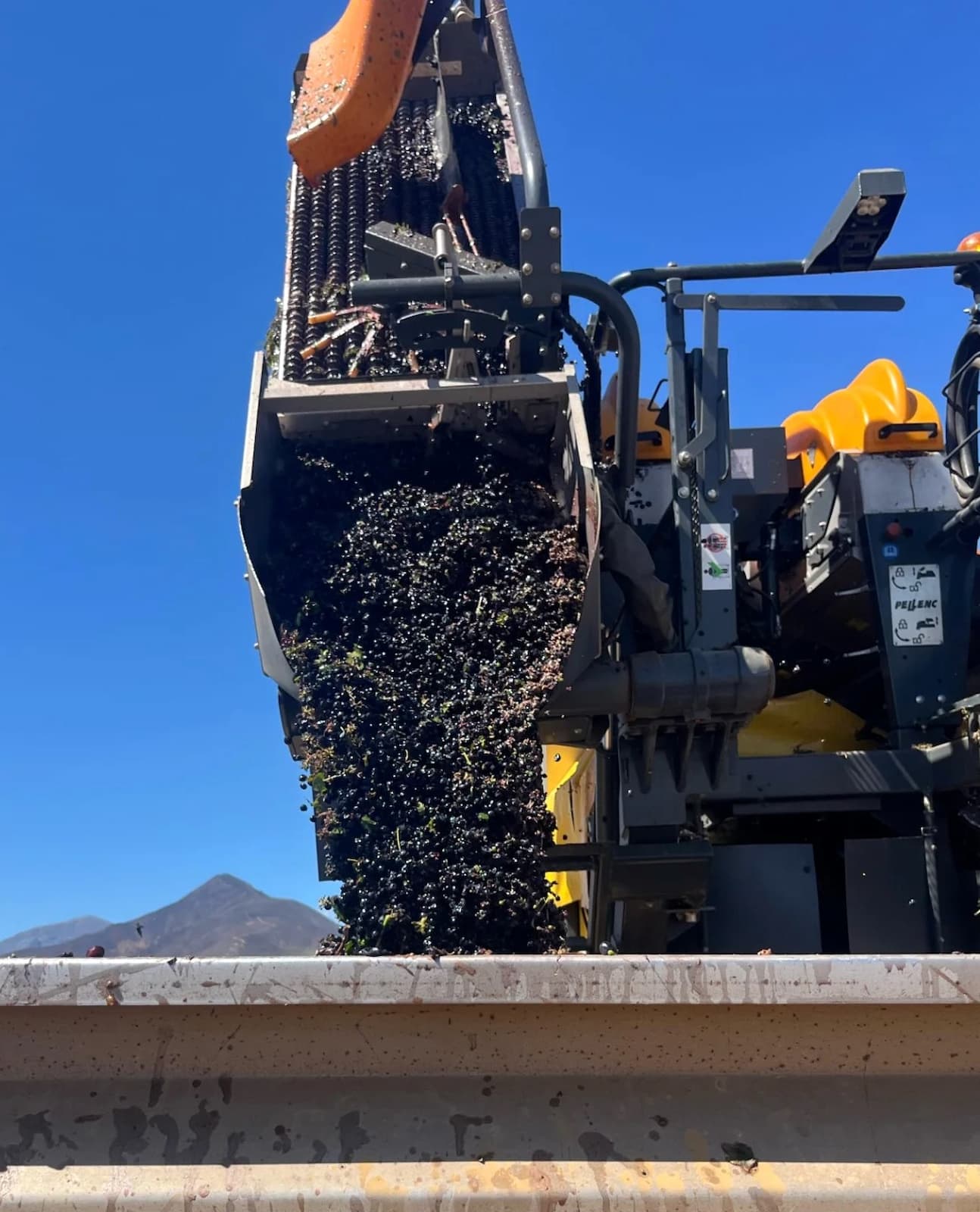 Grape Harvest Experience Montepulciano Grape Harvest Experience Montepulciano