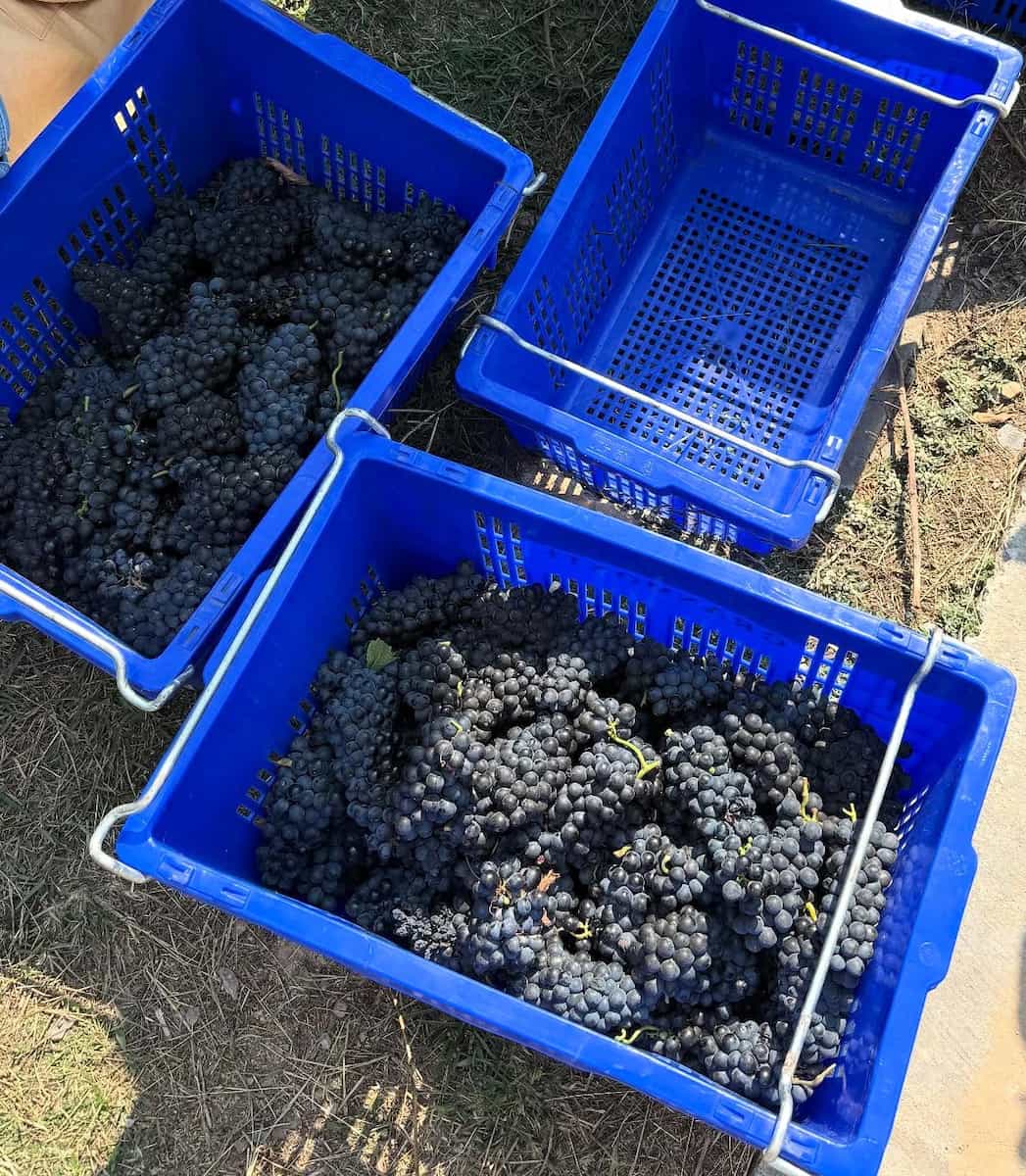 Grape Harvest Festival, Parga Grape Harvest Festival, Parga