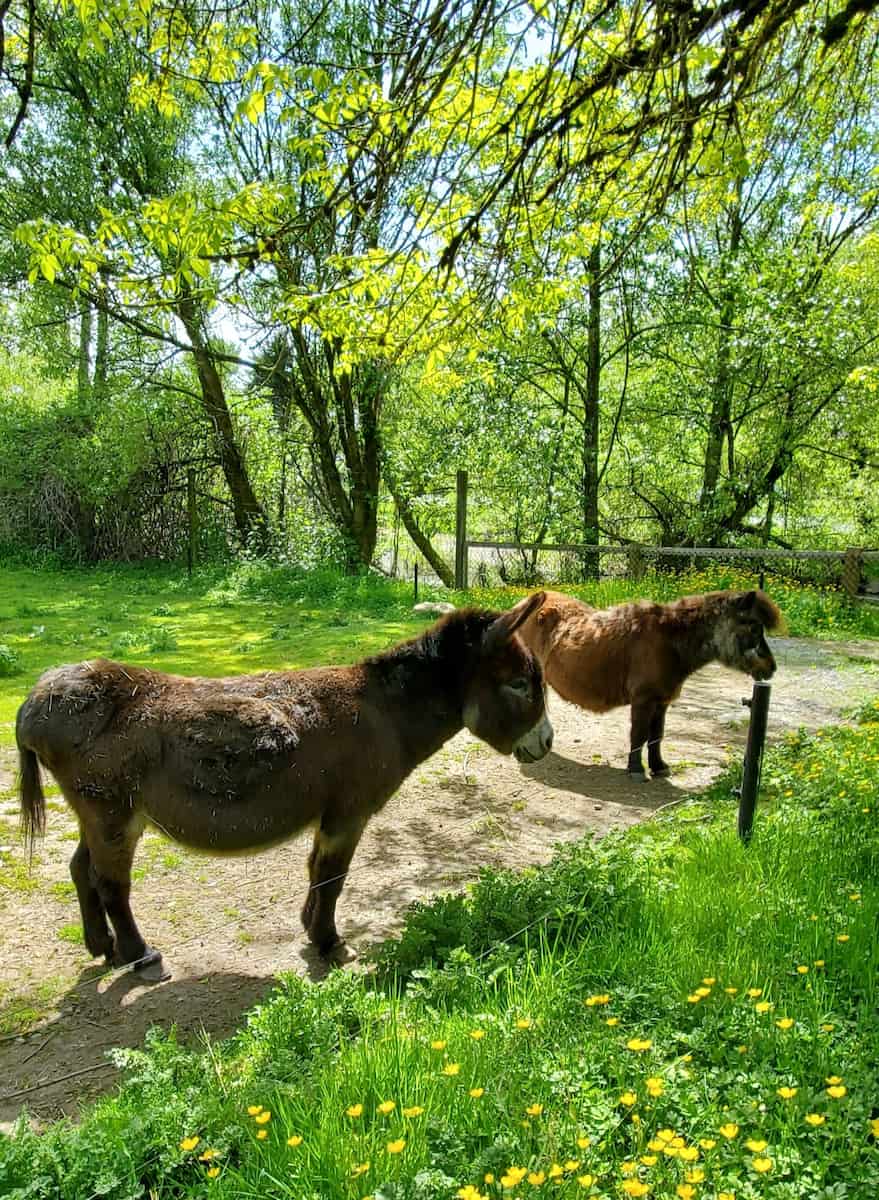 Greater Vancouver Zoo Greater Vancouver Zoo