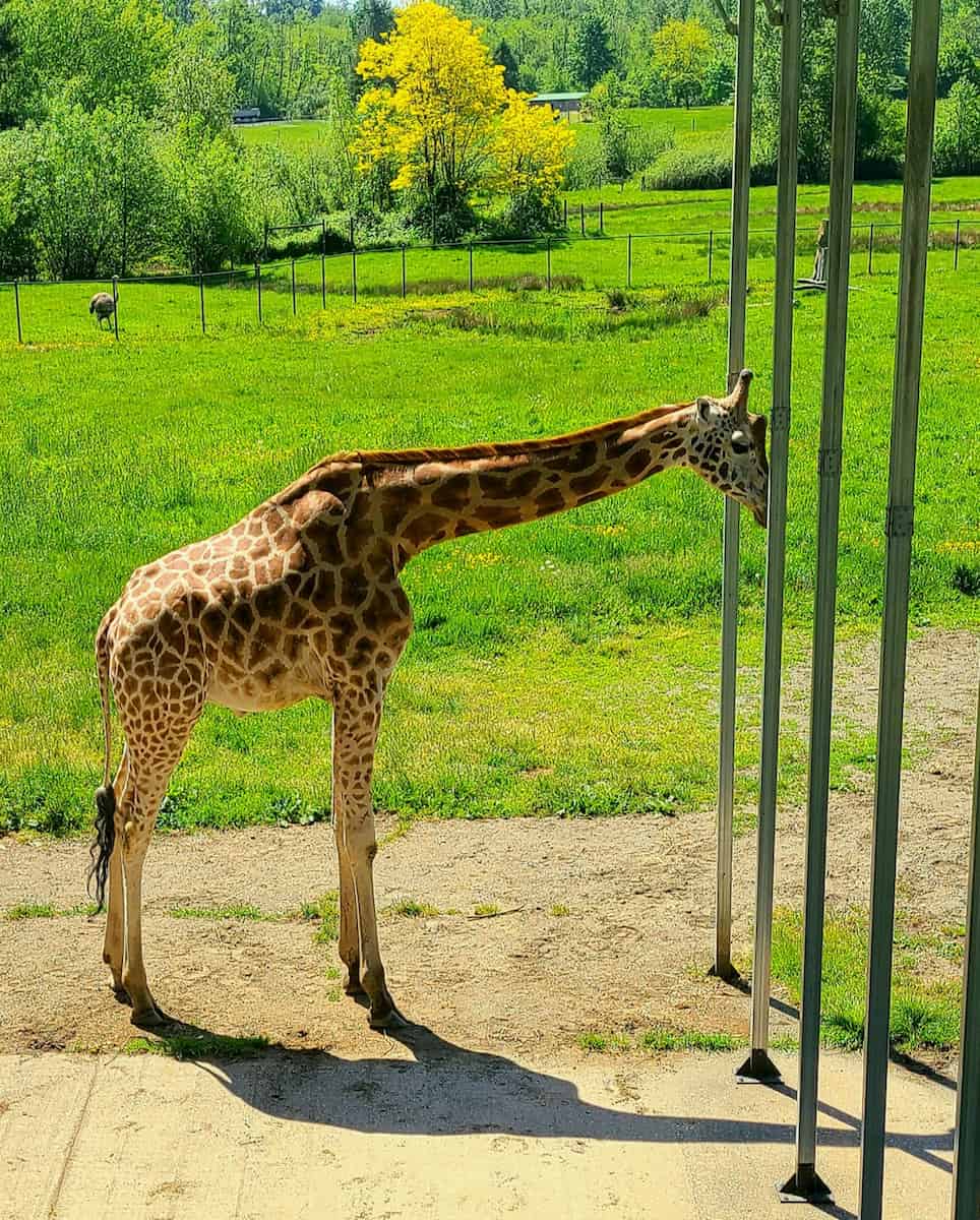 Greater Vancouver Zoo Greater Vancouver Zoo