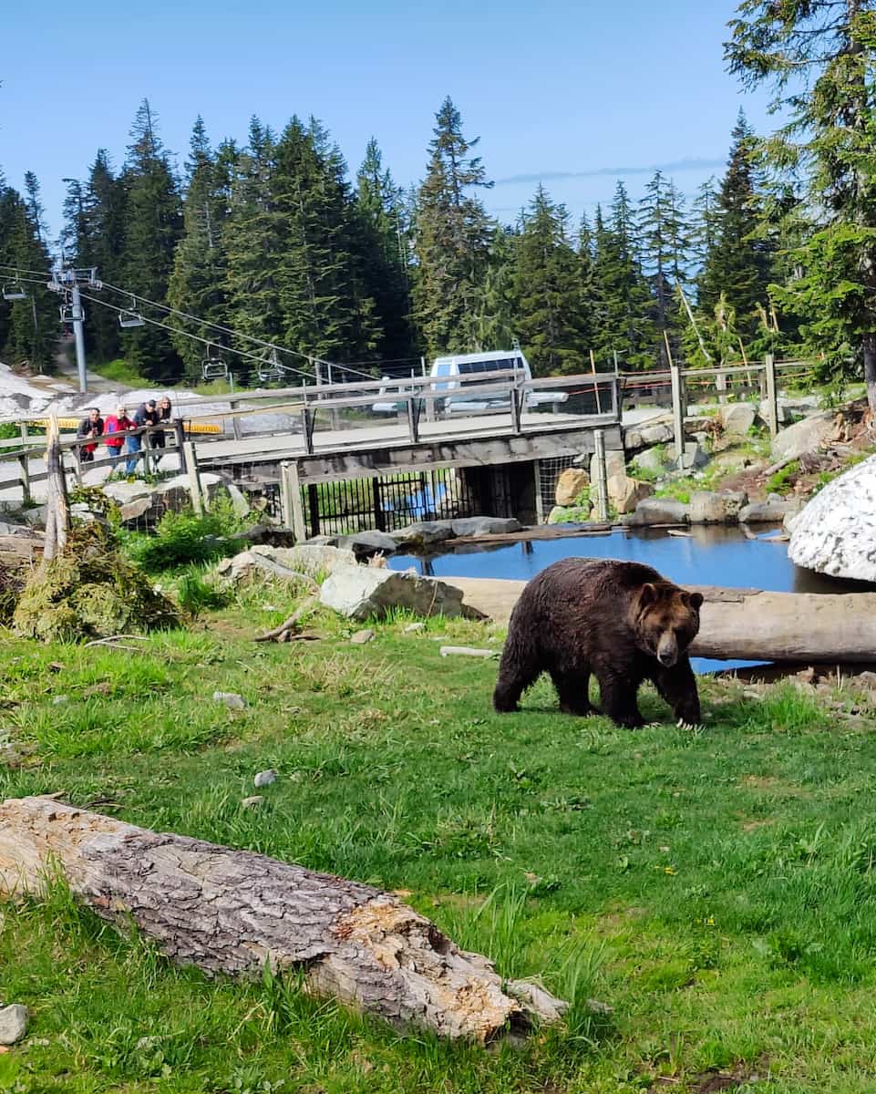 Grouse Mountain, Vancouver Grouse Mountain, Vancouver