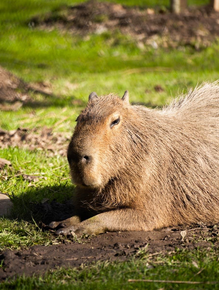 High Park Zoo, Toronto High Park Zoo, Toronto