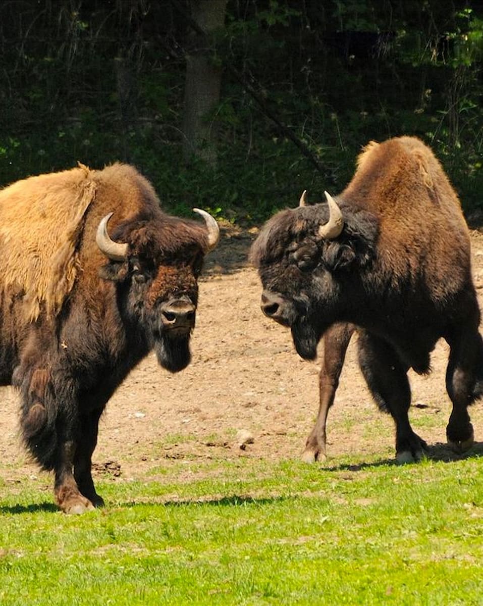 High Park Zoo, Toronto High Park Zoo, Toronto