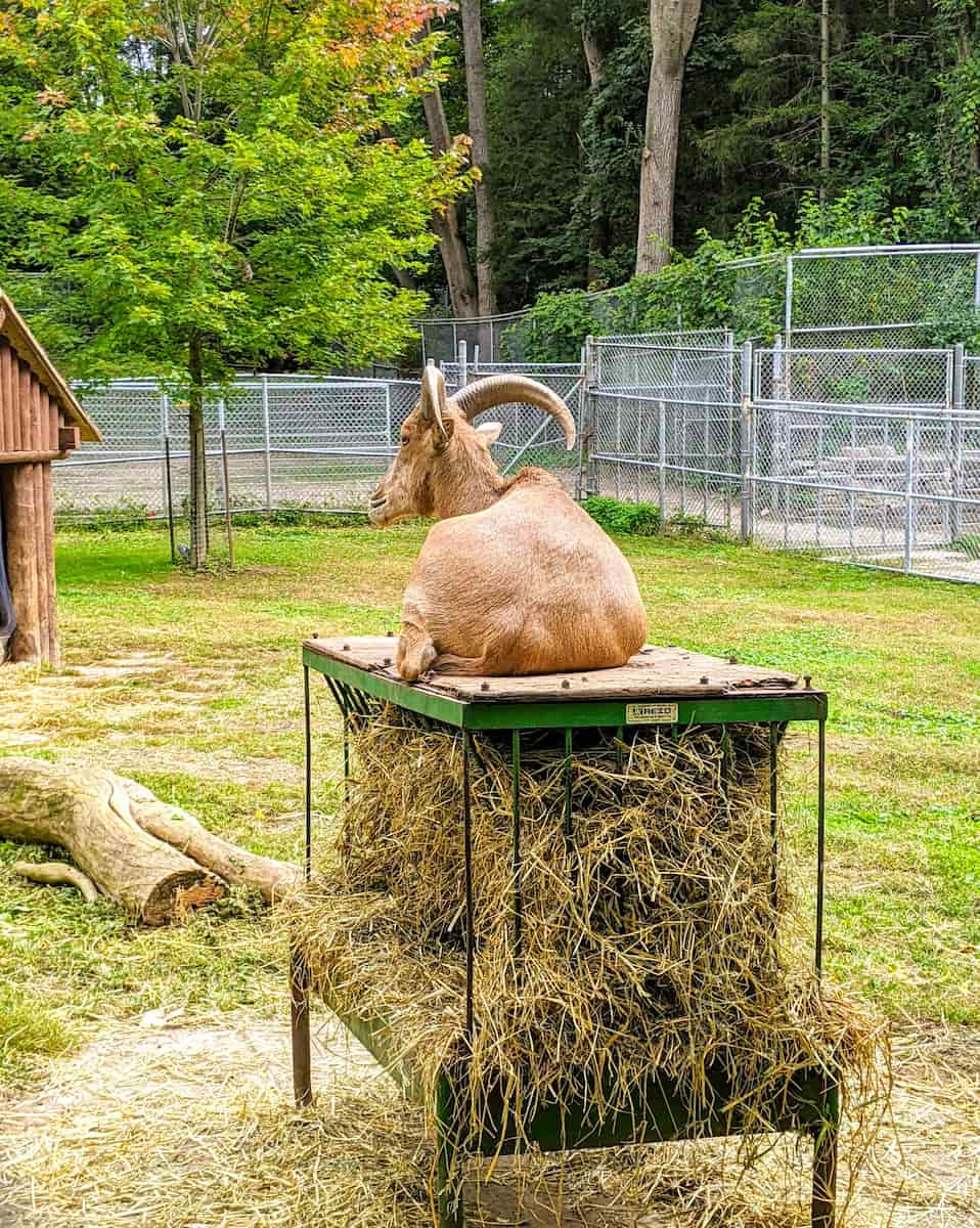 High Park Zoo, Toronto High Park Zoo, Toronto