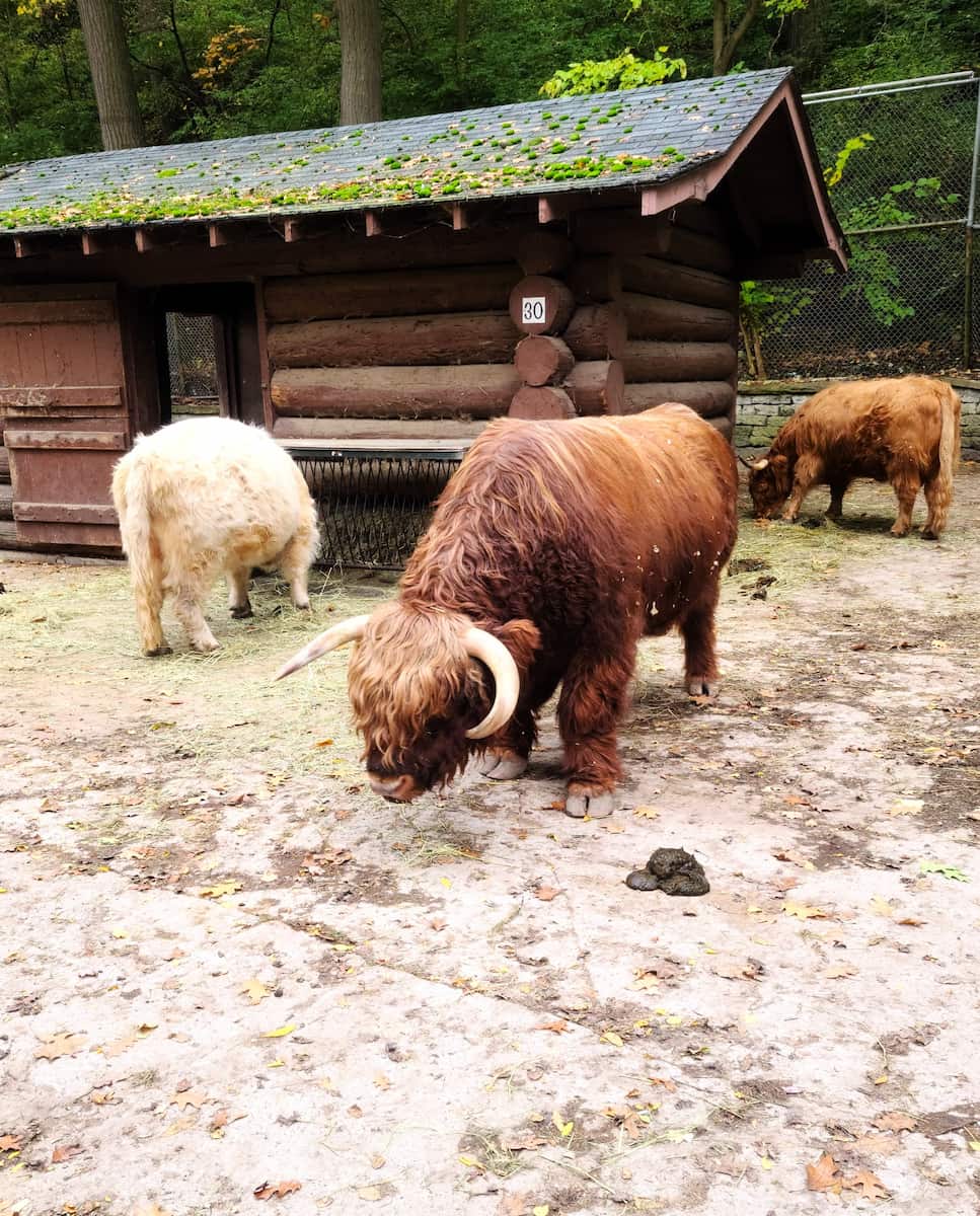 High Park Zoo, Toronto High Park Zoo, Toronto