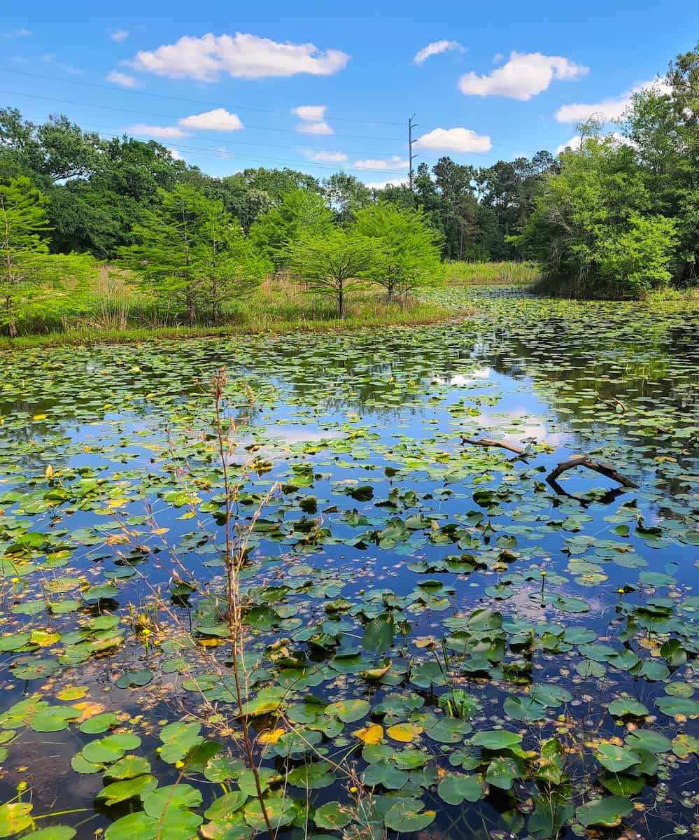 Houston Arboretum Houston Arboretum