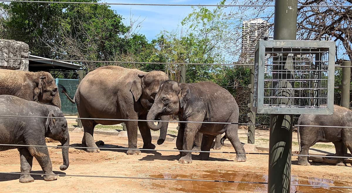Houston Zoo Houston Zoo