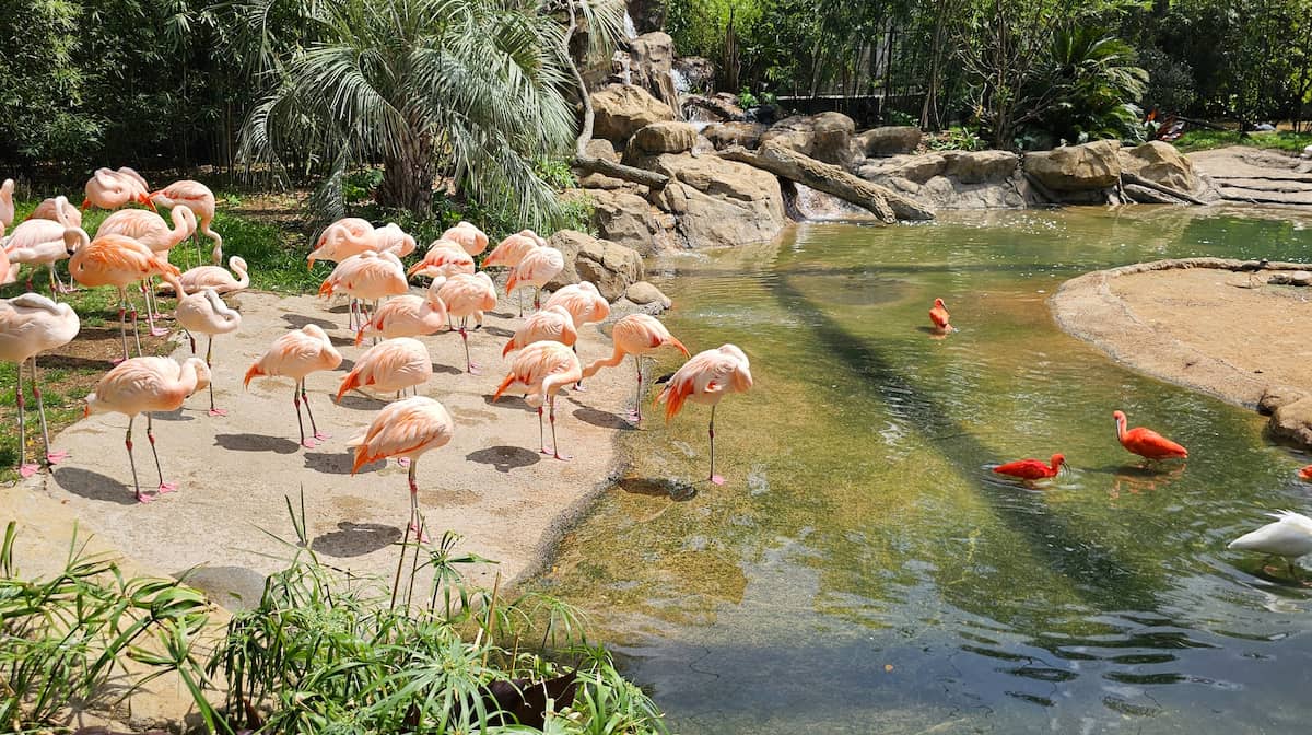 Houston Zoo Houston Zoo