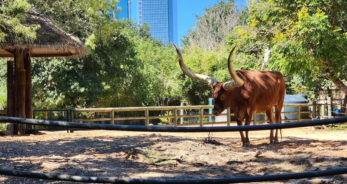 Houston Zoo Houston Zoo