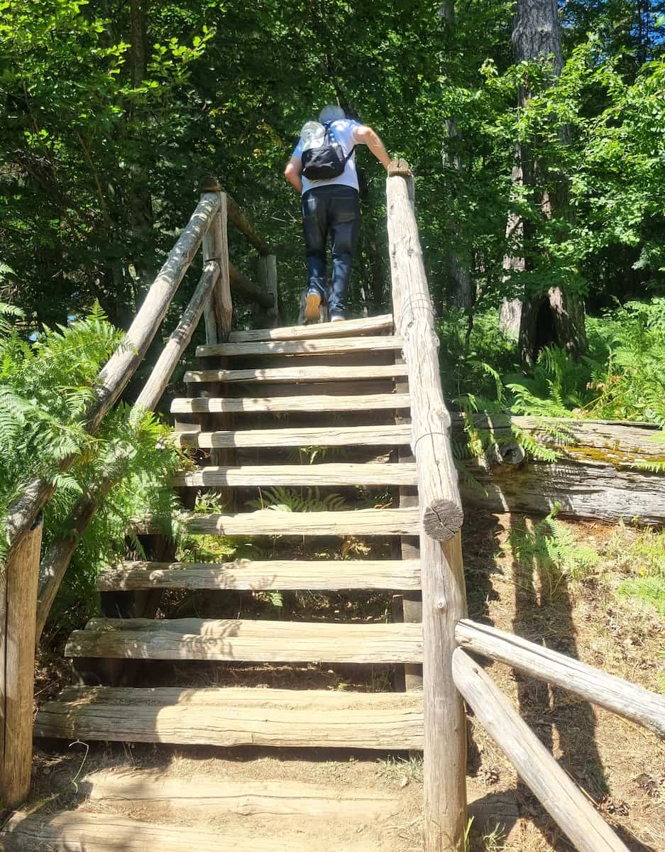 I Giganti della Sila Calabria I Giganti della Sila Calabria