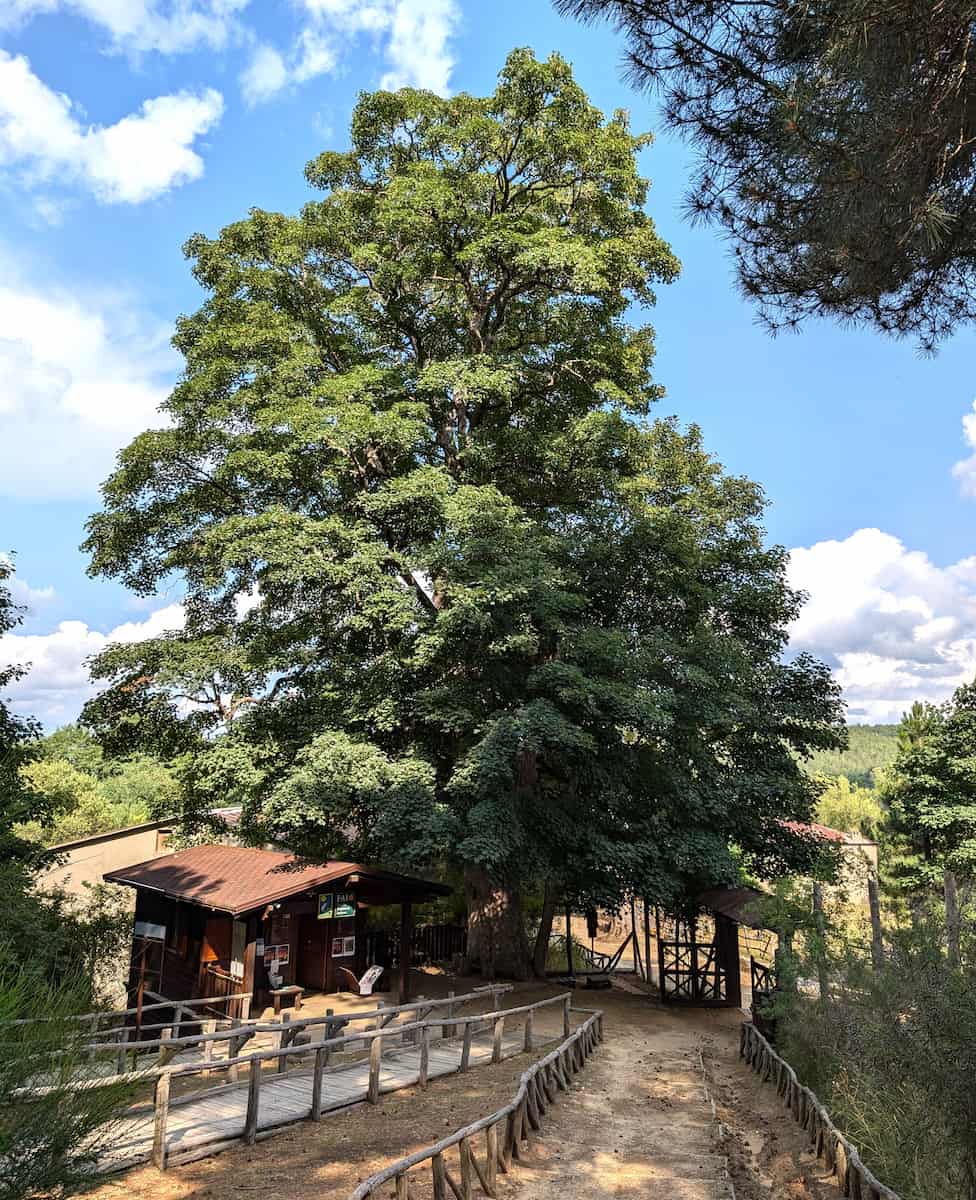 I Giganti della Sila Calabria I Giganti della Sila Calabria