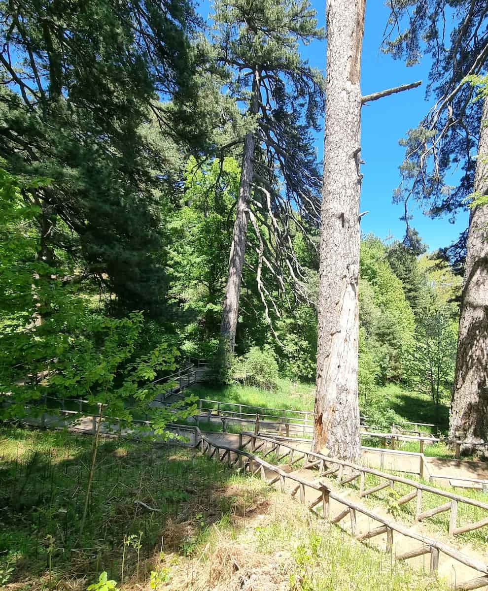 I Giganti della Sila Calabria I Giganti della Sila Calabria