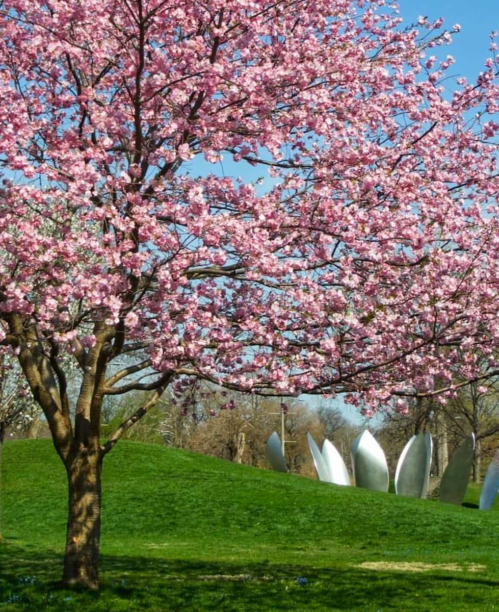 Jackson Park, Chicago Jackson Park, Chicago