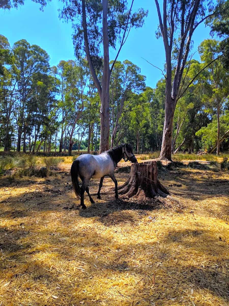 Koutavos Lagoon, Argostoli Koutavos Lagoon, Argostoli