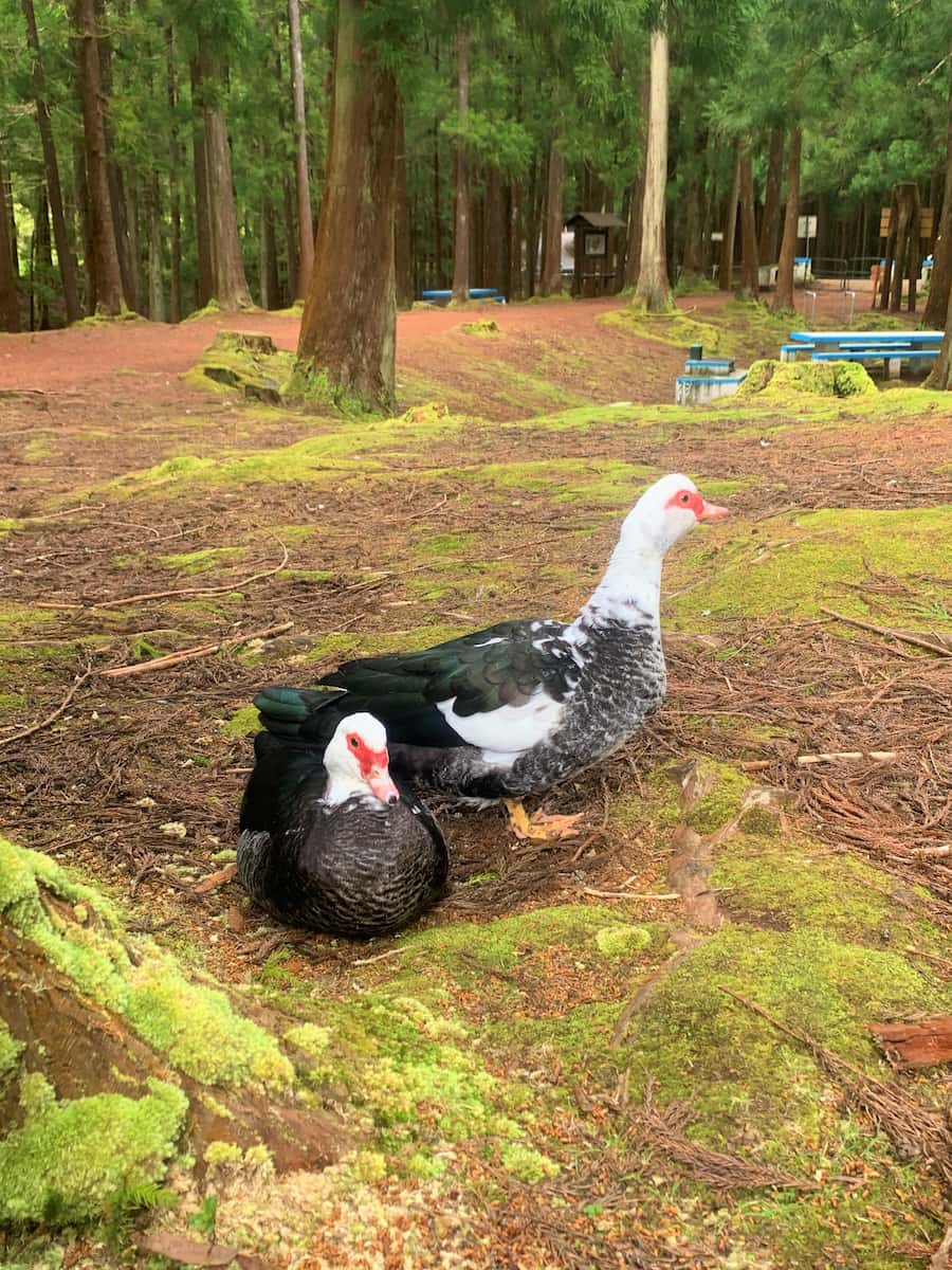 Lagoa das Patas Terceira