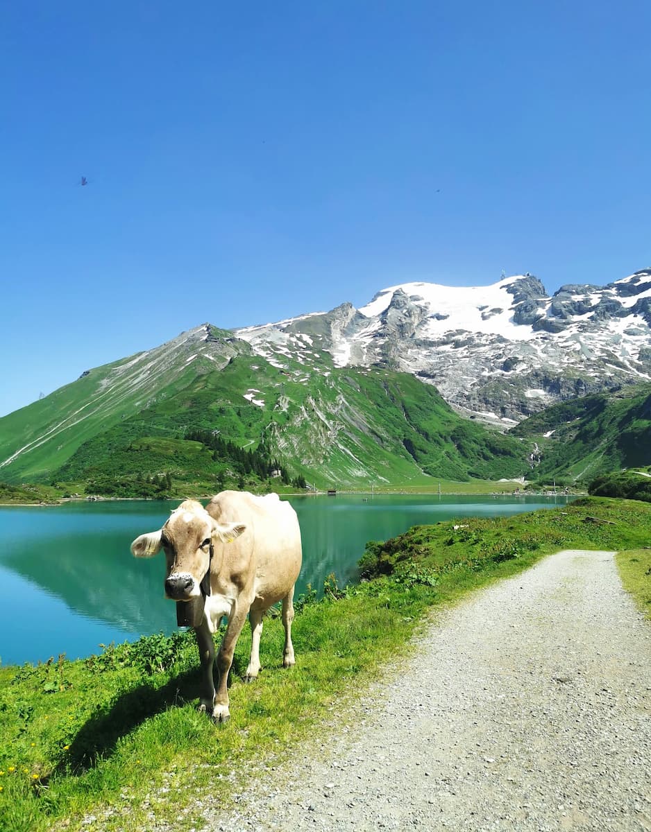Lake Trübsee, Engelberg