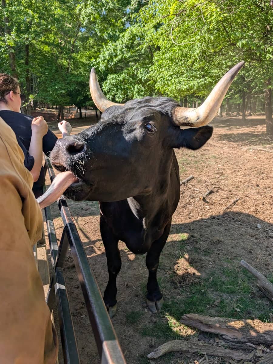 Lazy 5 Ranch, Charlotte, NC