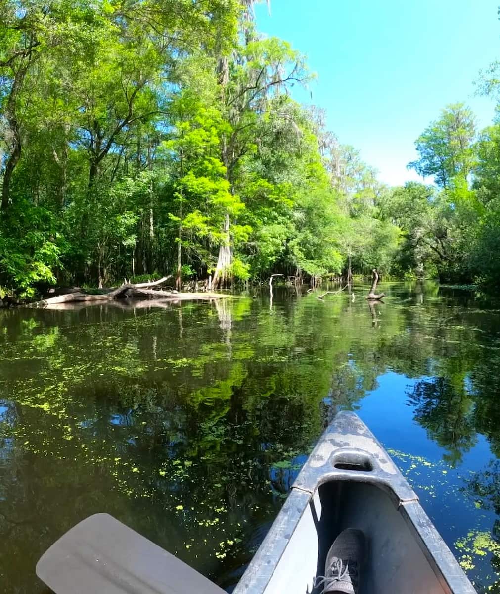 Lettuce Lake Park, Tampa Lettuce Lake Park, Tampa