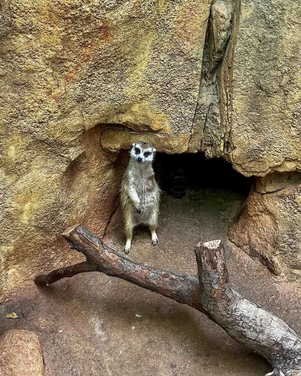 Lincoln Park Zoo, Chicago Lincoln Park Zoo, Chicago