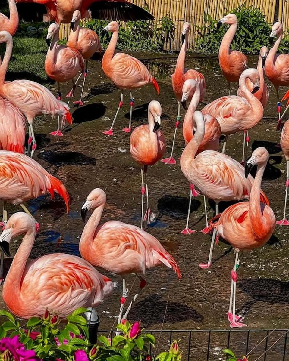 Lincoln Park Zoo, Chicago Lincoln Park Zoo, Chicago