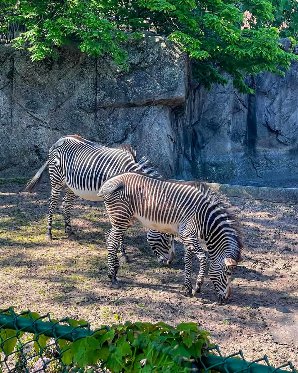 Lincoln Park Zoo, Chicago Lincoln Park Zoo, Chicago