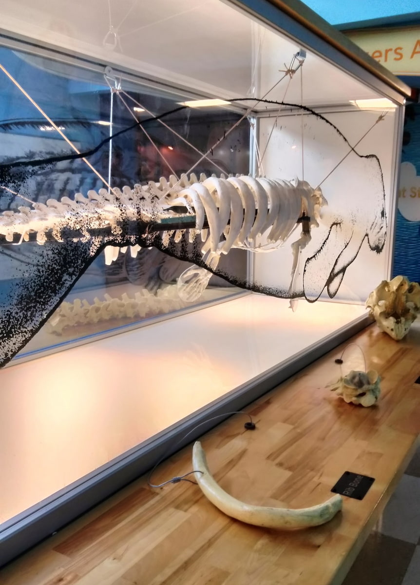 Manatee Viewing Center Tampa Manatee Viewing Center Tampa