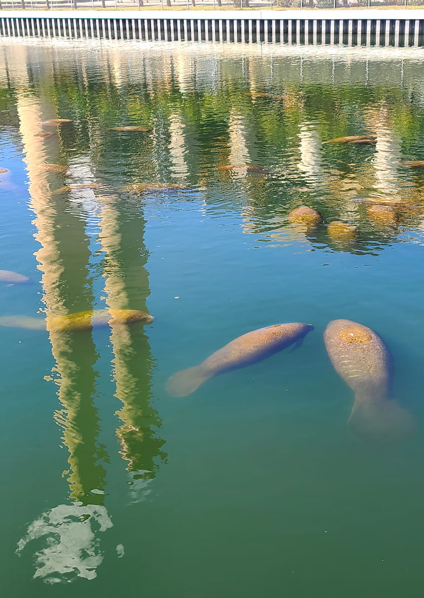 Manatee Viewing Center Tampa Manatee Viewing Center Tampa