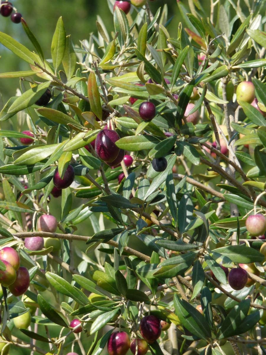 Masseria Brancati, Ostunia Masseria Brancati, Ostunia