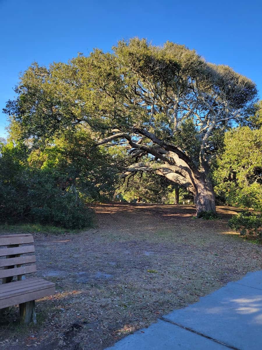 Myrtle Beach State Park, Myrtle Beach, SC Myrtle Beach State Park, Myrtle Beach, SC