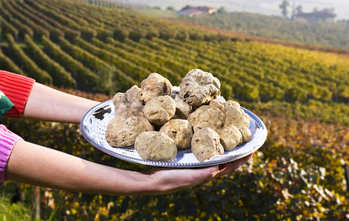 National Fair of White Truffle Rimini