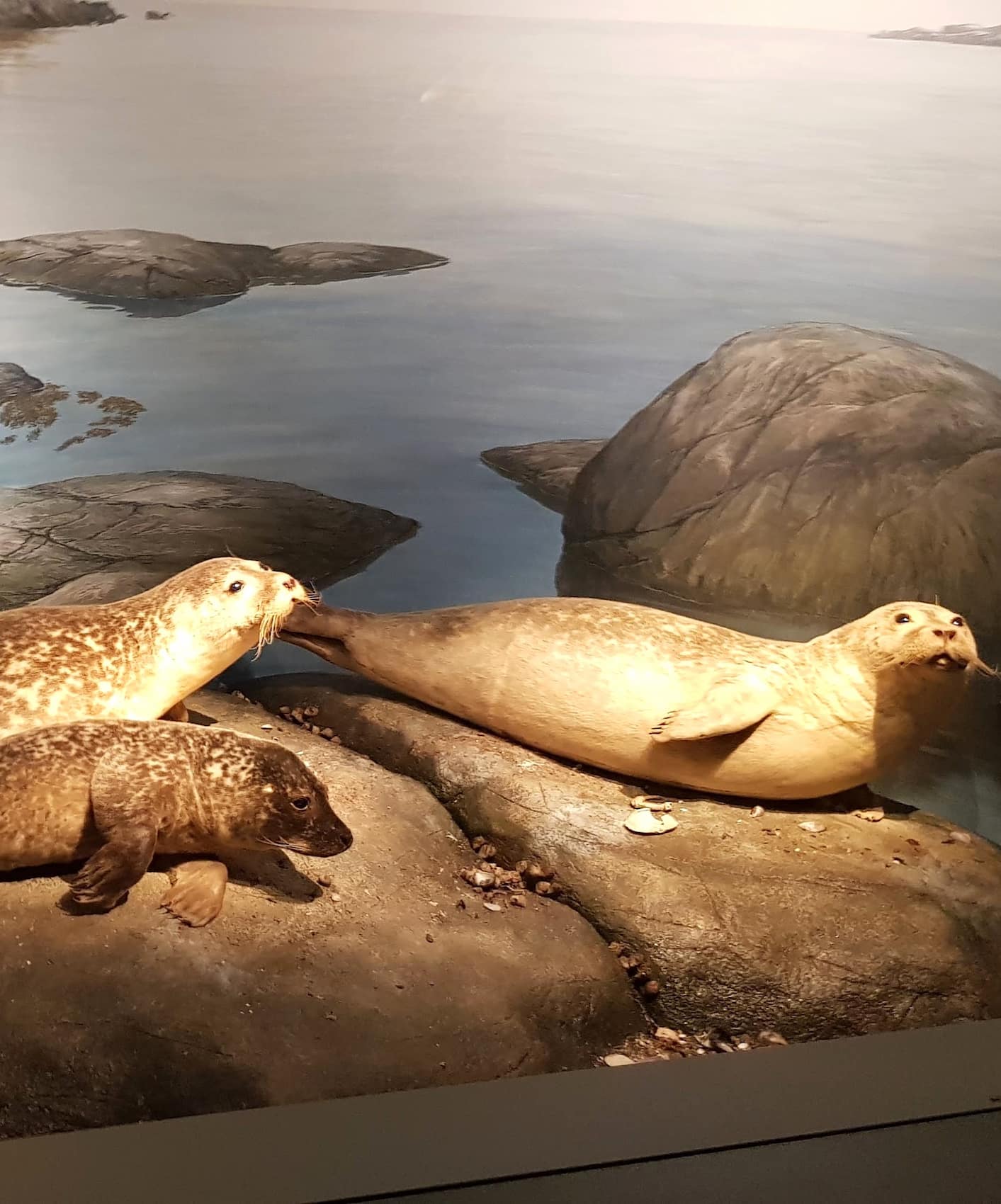 Natural History Museum Kristiansand