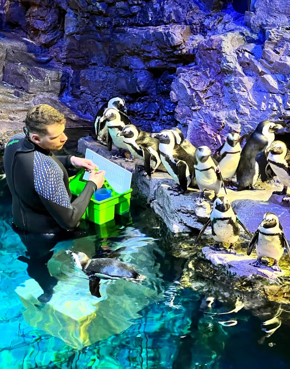 Penguins at the New England Aquarium New England Aquarium, Boston