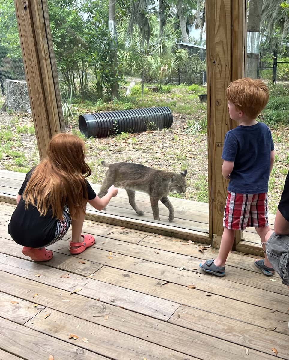 Oatland Island Wildlife Center Savannah Oatland Island Wildlife Center Savannah