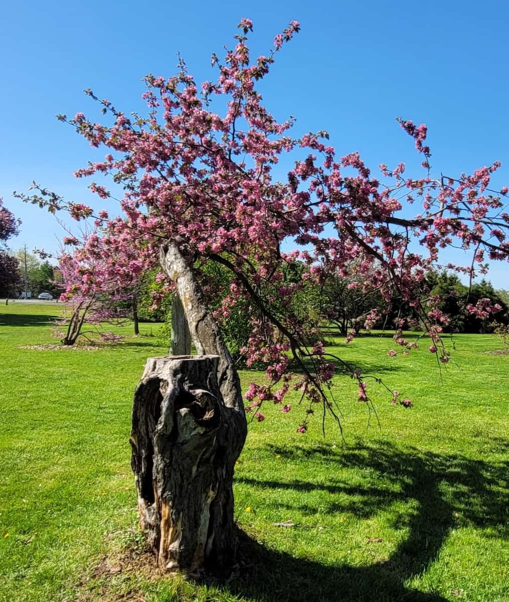 Spring in Denver Ornamental Gardens, Colorado