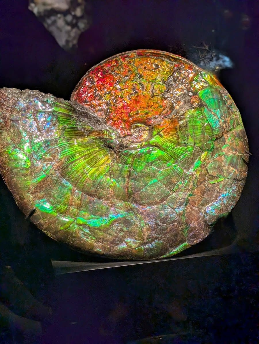 Perot Museum of Nature and Science, Dallas Perot Museum of Nature and Science, Dallas