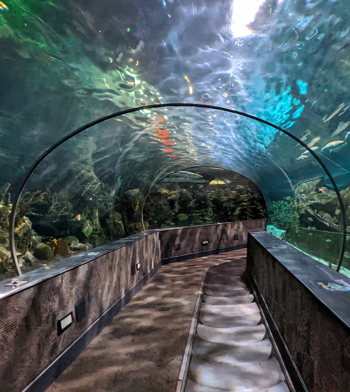 Ripley's Aquarium of the Smokies, Gatlinburg