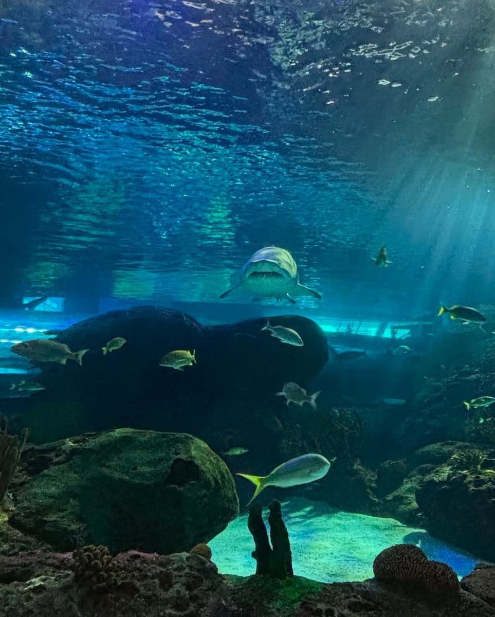 Ripley's Aquarium of Canada Ripley's Aquarium of Canada