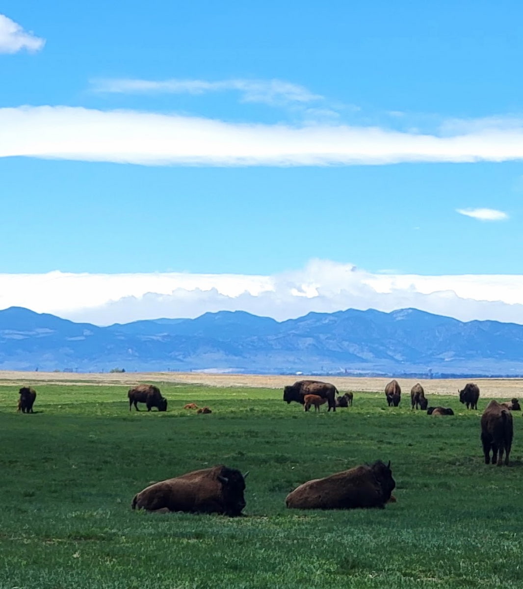 Rocky Mountain Arsenal National Wildlife Refuge Rocky Mountain Arsenal National Wildlife Refuge
