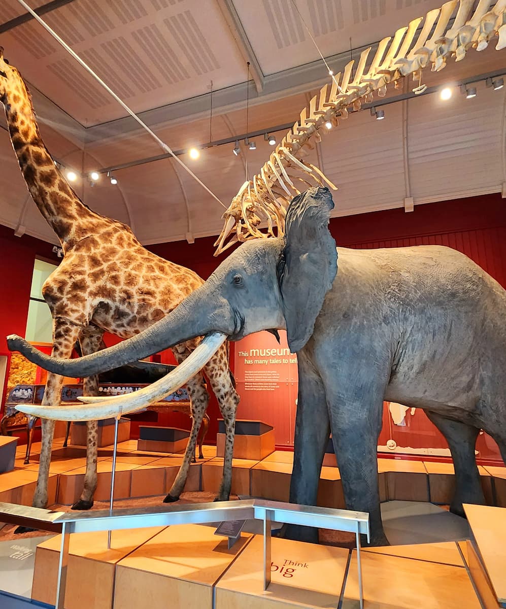 Royal Albert Memorial Museum, South West England Royal Albert Memorial Museum, South West England